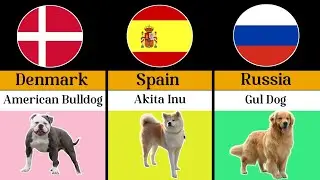  🚫 Banned Dog Breeds You Can&rsquo;t Have (By Country)