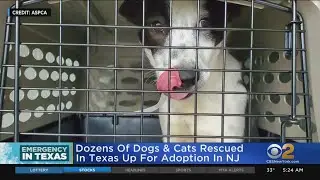 Pets Saved From Texas Storm Now In New Jersey