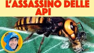 Trappola calabroni, Come difendere le Api dai Calabroni ( 2021 )