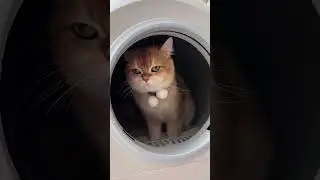 שירותים רובוטיים לחתולים עם מצלמה ומערכת אוורור Petstar Model C , שליטה חכמה באפליקציה