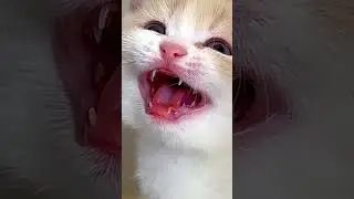 cute kitten | Furry Animal Bliss 😊 #HappyCritters