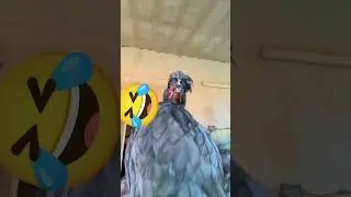 chicken dance desi#chickendance
