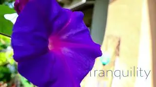 Peace & Tranquilty