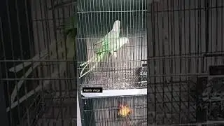 Raw parrot breeding tips #aamirvlogs 2023 #shorts raw parrot breeding