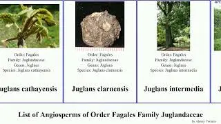 List of Angiosperms of Order Fagales Family Juglandaceae hickory walnut juglans pterocarya little
