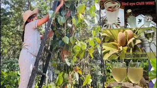 Home made 3 types of wine : Bird eye chilli wine ,chikku wine.., Beetal leaf wine