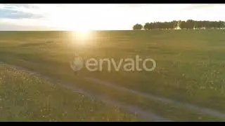 Sporty Child Runs Through a Green Wheat Field. Evening Sport Training Exercises at Rural Meadow....