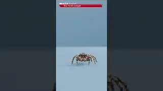Jumping Spider vs Black Widow Spider vs The Giant Huntsman Spider