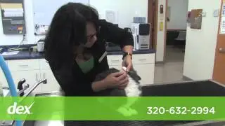 Community Animal Hospital