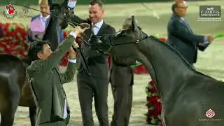 Al Shiraa International Arabian Horse Show 2024 - YFC
