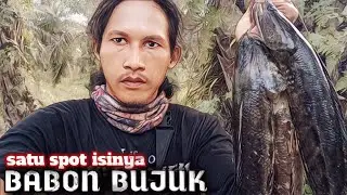 Dahsyatnya 😱 mancing di sarangnya para gabus bujuk babon