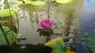 Seerose Zeitraffer - water lily time lapse