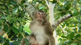 Real Jungle Life Nature of Wild Monkeys #forest #monkey #animals #monkey #4k #4kvideo #mountain #4k