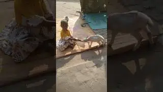 Bangin hiring kema gate#short#videoshort #song#santhalivideo #short video song