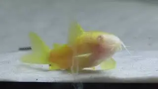 Kiryski Corydoras sp. CW010 