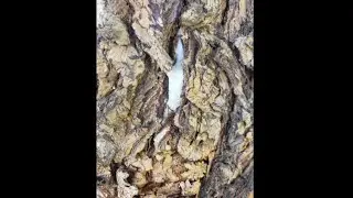Warning! Watch For Semen On Your Walks
