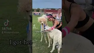 Pick up some #s at Goat Yoga in AZ #goatyoga