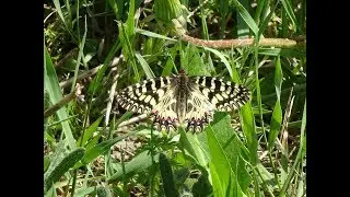 Butterfly Zerynthia