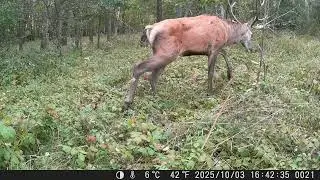 Jurajska fauna okiem fotopułapki - tydzień 40 część 1
