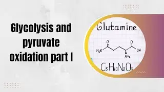 Glycolysis and pyruvate oxidation part I