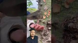 yesto simal ko kada le k garxan hola #trending #agriculture #farming #wow #tree #plants #thorns
