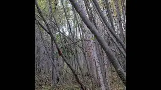 Welcome to my Woods... The Entranceway Arbour!