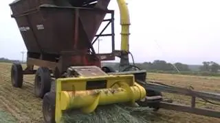 Chopping triticale for silage.
