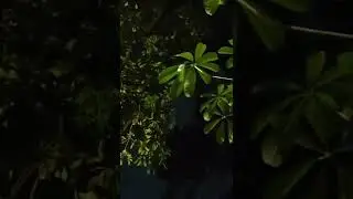 flower 💐 shaped  leave s
