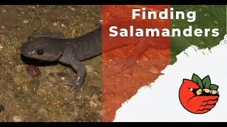 Finding Salamanders