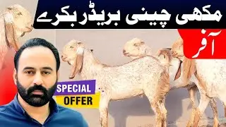 Breeder Bakray Makhi Chini | 17 February 2025 | Chakwal Goat Farm | Goat Farming |