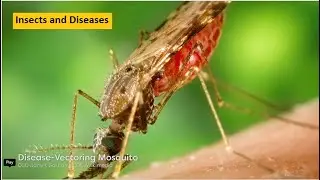 insect and diseases | entomology | digestive system of insects | arthropoda phylum | monkeypox | bee