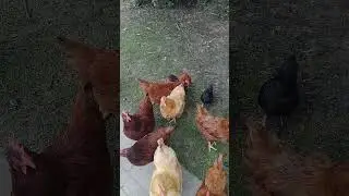 Birds  #chicken #backyardanimals #roostersrest #backyardchickens #rooster #roostertime #chickencoop
