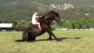 Galop en liberté - Frison