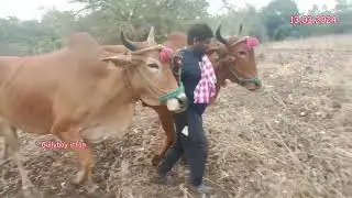 96404 91613 ఎడ్లు అమ్మబడును తెలంగాణ సంగారెడ్డి bulls for sale Telangana sangareddy बैल तेलांगना