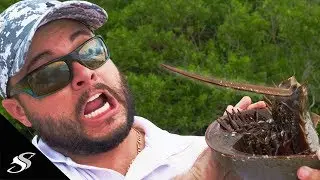 Do Horseshoe Crabs STING?! Bizarre Creature!
