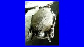 Too Fat To Fly