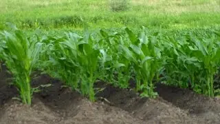 Окучивание кукурузы