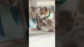 family bonding #catvideos #cat #cute #kitten #adorable #shorts #catlover #puspin #viral #wholesome
