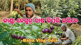 କଣ୍ଟ| ବେଗୁନ୍ ଚାଷ କିପରି କରିବେ? | Kanta brinjal farming | High profit vegetable farming