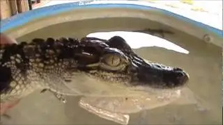 Bayou Gauche, bellowing gators.wmv