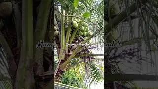 dogan hijau #cat #funny #backyardgarden #garden