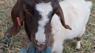 Sweetpea the goat noisily eating DIY spicy Chickpea trail nibbles