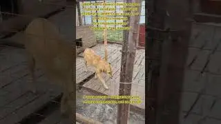 НАС107=106хвостиков  +1человек!