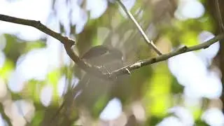 A Pygmy Flowerpecker Gives Itself a Pedicure