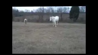 Idaho, spokes horse for Stolen Horse International / NetPosse