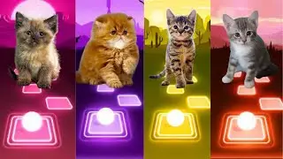Cute Cats | Tiles hop edm rush