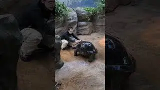Do Tortoises Like Getting Baths? | St.Louis Zoo Fun