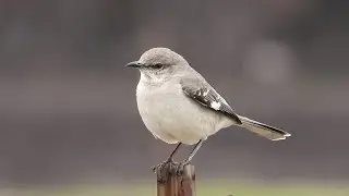 Northern Mockingbird - Pat O'Neil Bird ID's