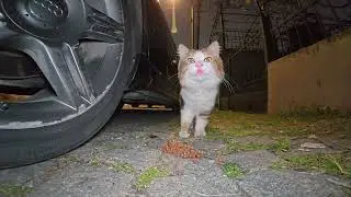 Shy stray cat received a delicious treat!