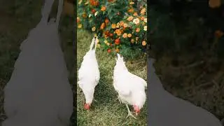 Beautiful🐔🐔🐔 #Hen😎😎😎